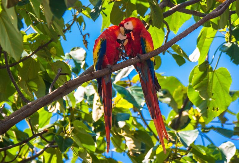 Para Estela, ACD (111)